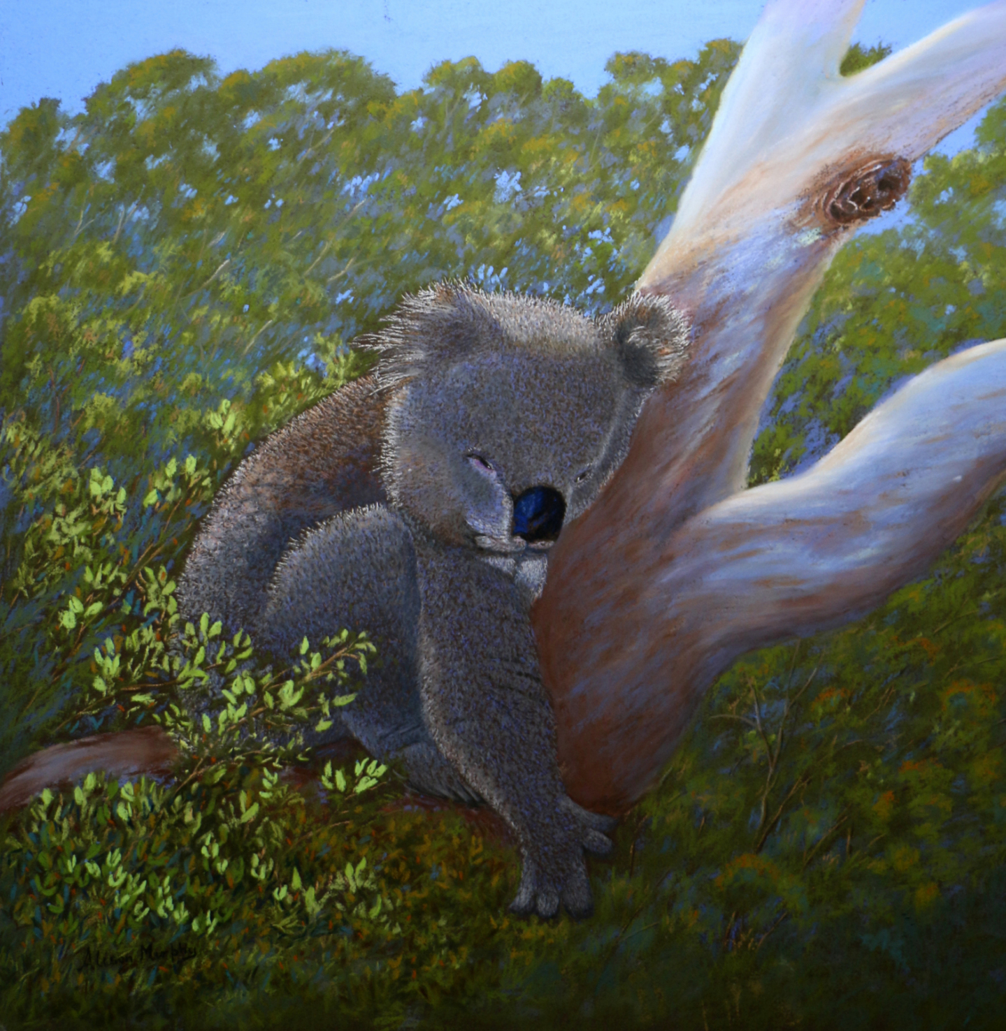 Pastel painting, Australian Wildlife. (Koala)